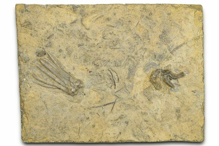 Fossil Crinoid (Phanocrinus) and Brittle Star - Anna, Illinois #327284